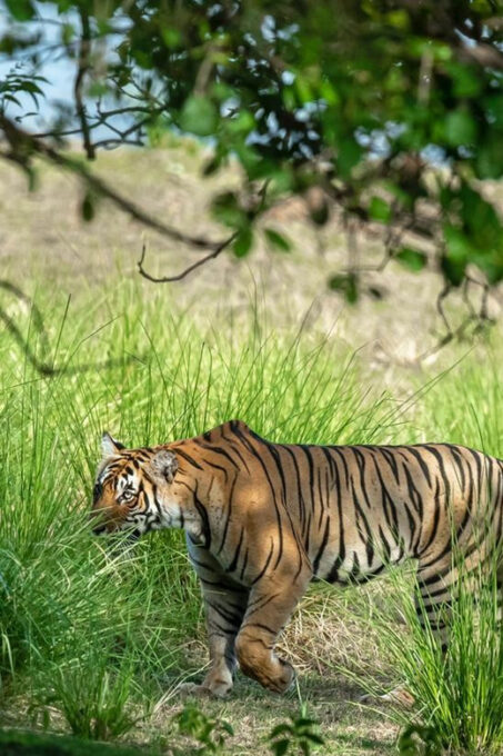 From Jaipur: Day Trip to Ranthambore With Tiger Safari - Packing and Recommendations