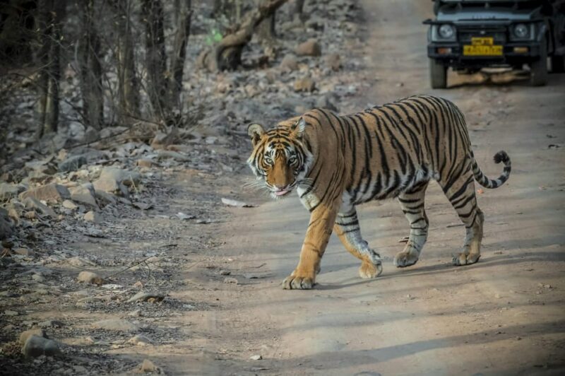 From Jaipur: Full-Day Trip to Ranthambore With Tiger Safari - Key Points