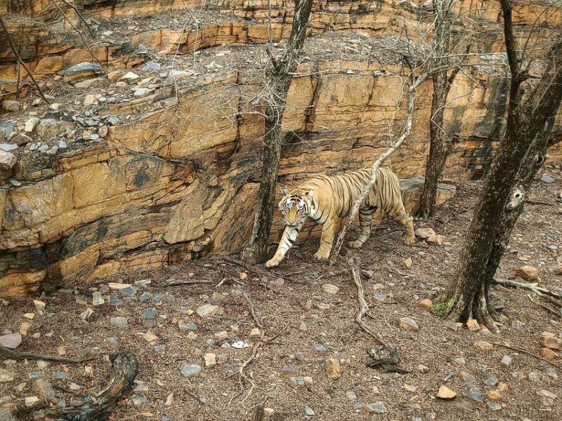 From Jaipur: Full-Day Trip to Ranthambore With Tiger Safari - Ranthambore National Park