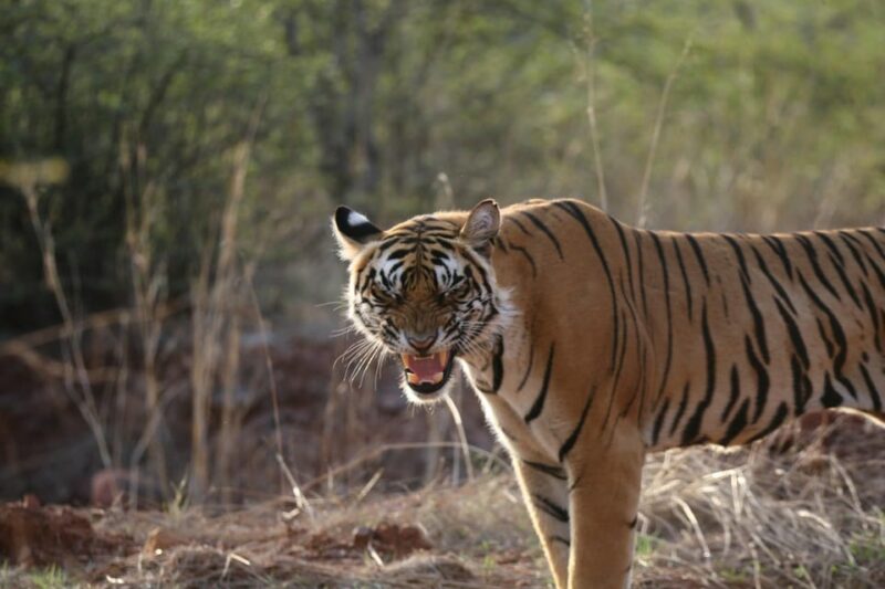 From Jaipur: Full-Day Trip to Ranthambore With Tiger Safari - Tiger Sighting Expectations