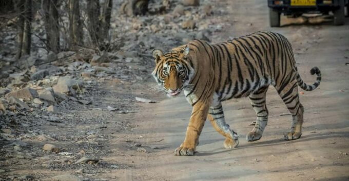 From Jaipur: Full-Day Trip to Ranthambore With Tiger Safari - Frequently Asked Questions