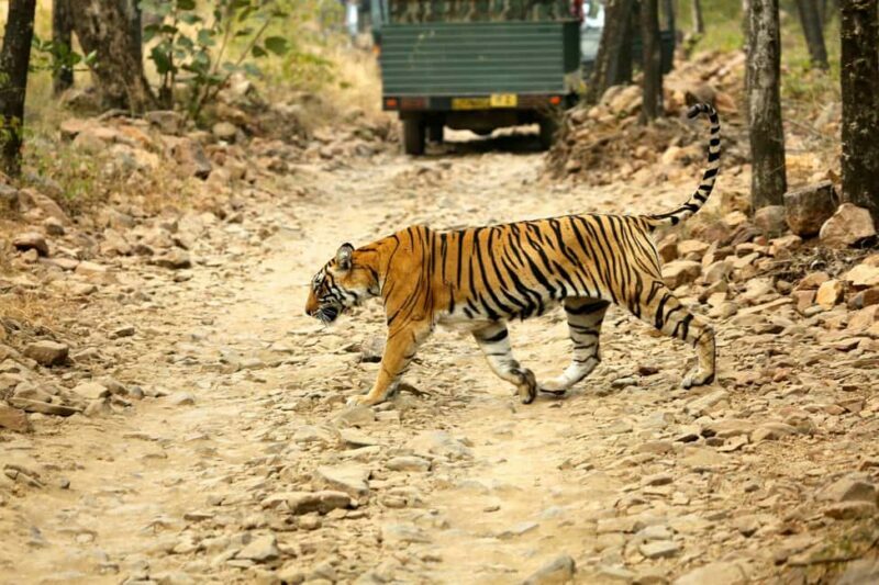 From Jaipur: One Day Trip to Ranthambore Tiger Safari - Key Points