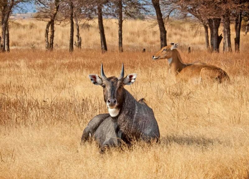 From Jaipur: One Day Trip to Ranthambore Tiger Safari - The Journey Begins: From Jaipur to Ranthambore