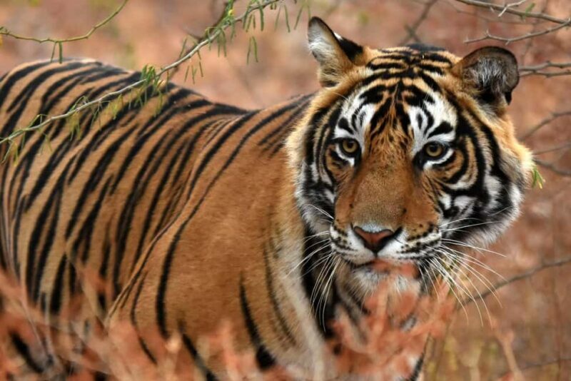 From Jaipur: One Day Trip to Ranthambore Tiger Safari - Returning to Jaipur: A Relaxed End to Your Day