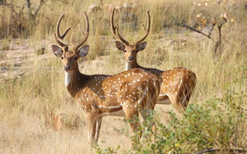 From Jaipur: One Day Trip to Ranthambore Tiger Safari - Final Thoughts