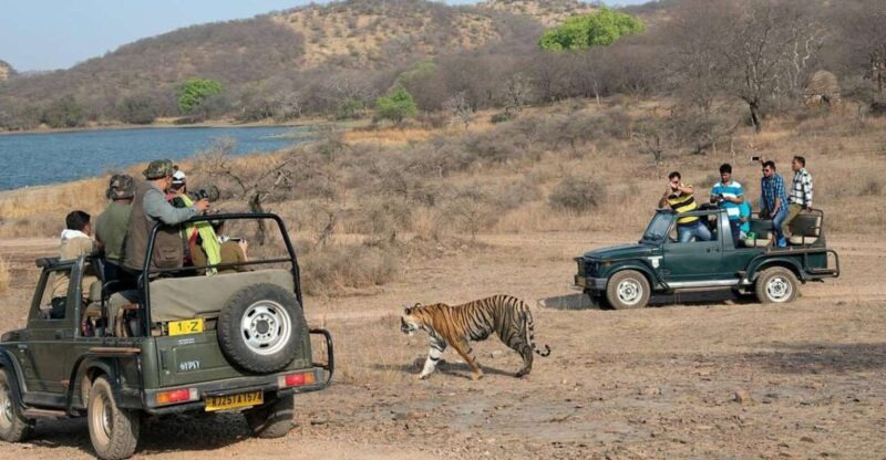 From Jaipur: Overnight Ranthambore Tiger Safari Private Tour - Key Points