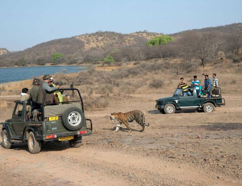 From Jaipur: Overnight Ranthambore Tiger Safari Private Tour - Itinerary Summary