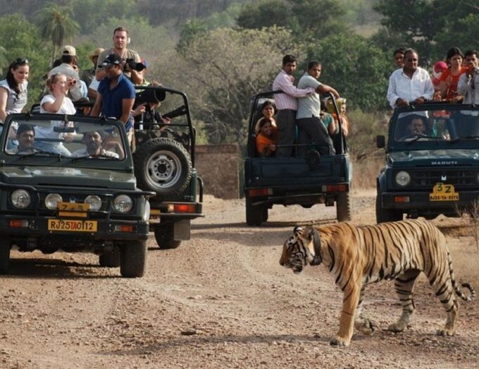 From Jaipur: Overnight Ranthambore Tiger Safari Private Tour - Naturalist Guide Services