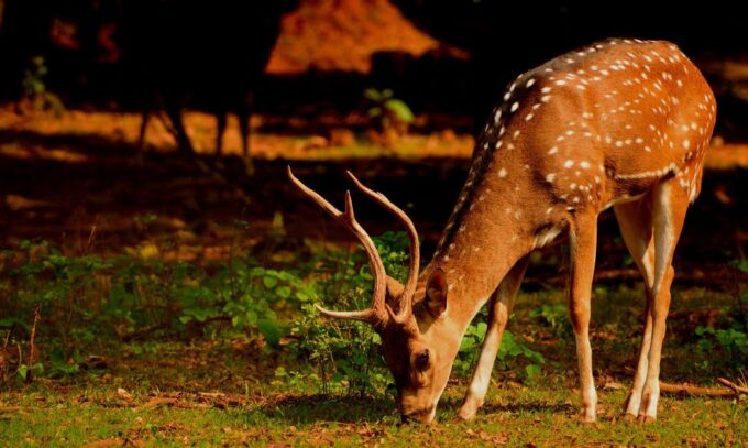 From Jaipur: Overnight Ranthambore Tiger Safari Private Tour - Entrance Fees and Taxes