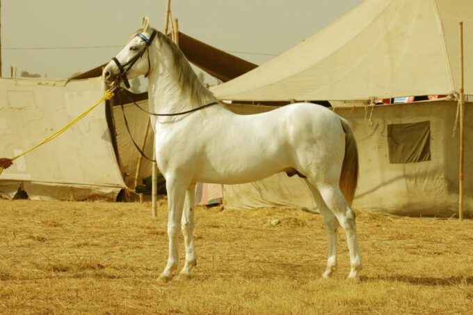 From Jaipur : Private Ajmer Pushkar Tour by Cab - Booking Information