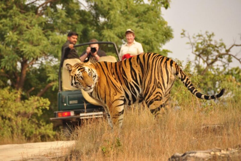 From Jaipur: Private Ranthambore Day Trip With Tiger Safari - Itinerary and Schedule