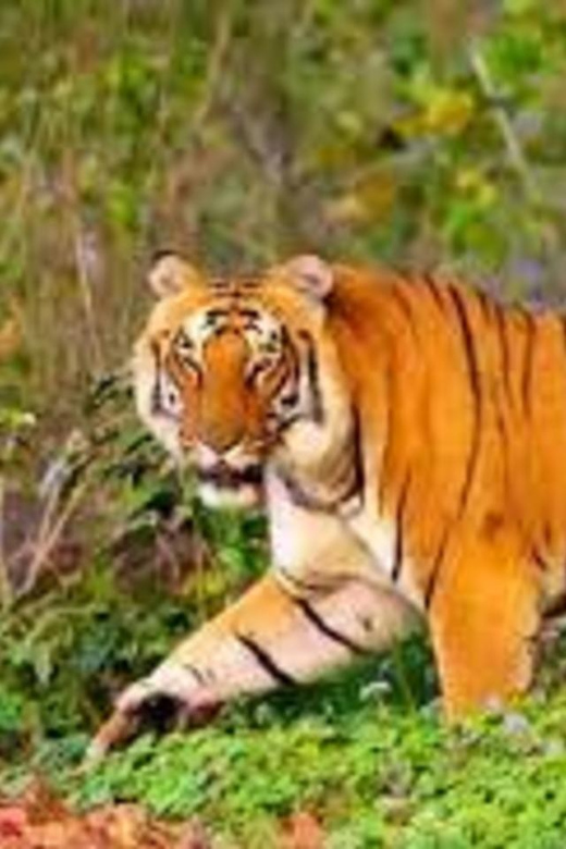 From Jaipur: Private Ranthambore Day Trip With Tiger Safari - Safari Experience