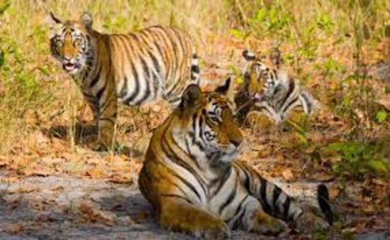 From Jaipur: Private Ranthambore Day Trip With Tiger Safari - Inclusions and Exclusions