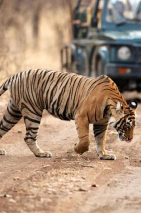 From Jaipur: Private Ranthambore Day Trip With Tiger Safari - Discounted Rates