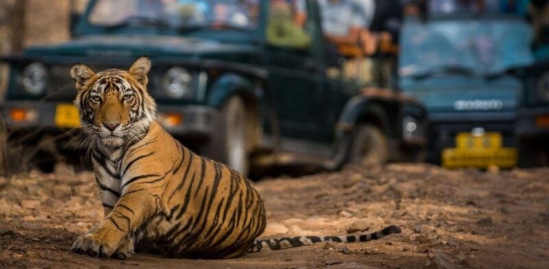 From Jaipur: Private Ranthambore Day Trip With Tiger Safari - Inclusions and Exclusions