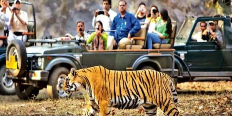 From Jaipur: Private Ranthambore Park Trip with Tiger Safari - A Practical Review of the Jaipur to Ranthambore Tiger Safari