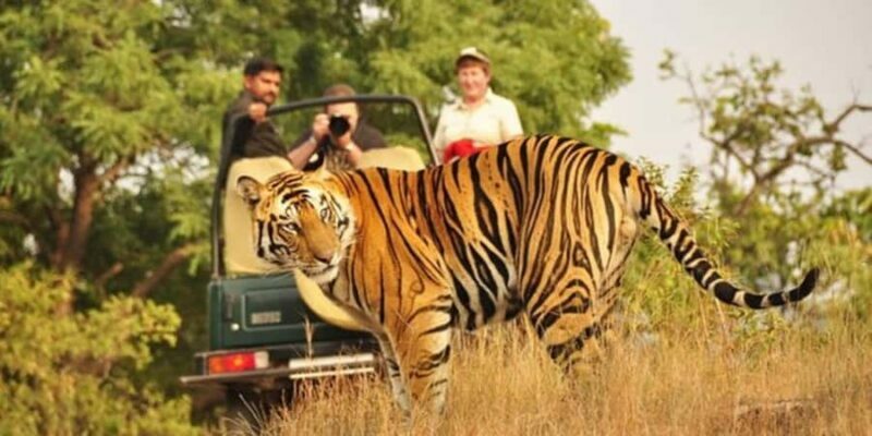 From Jaipur: Private Ranthambore Park Trip with Tiger Safari - Final Thoughts