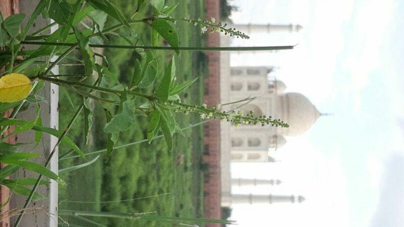 From Jaipur: Private Taj Mahal Sunrise & Agra Fort Tour - Lunch and Optional Upgrades
