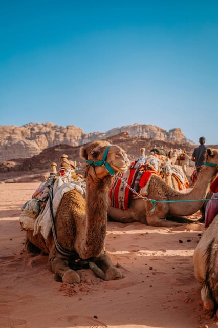 From Jaipur: Pushkar and Ajmer Day Trip With Camel Ride. - Key Points