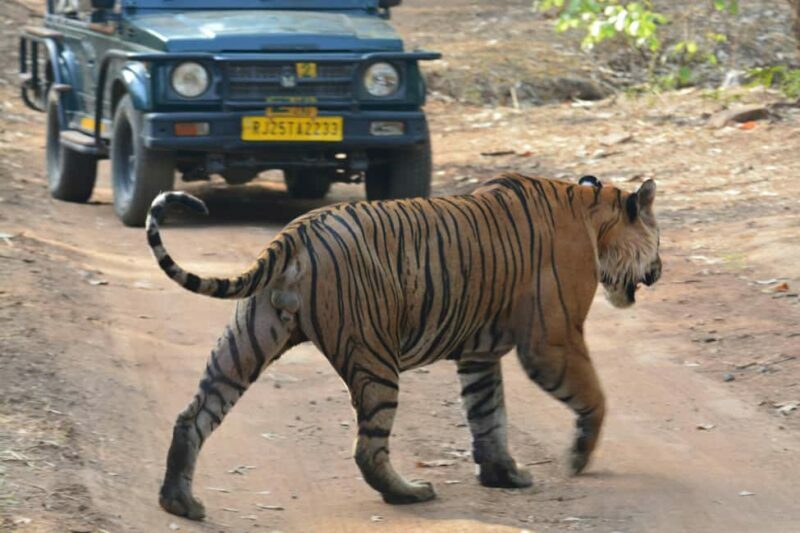 From Jaipur: Ranthambore National Park Day Trip with Safari - Key Points