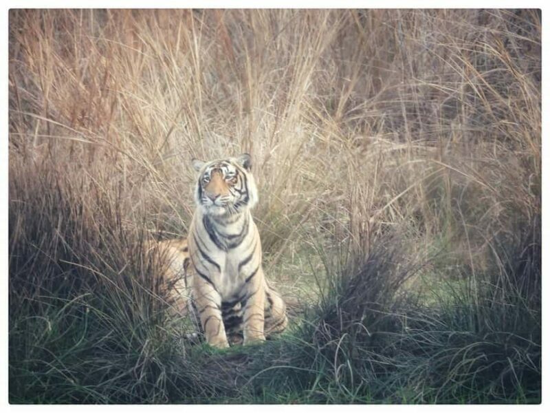 From Jaipur: Ranthambore National Park Day Trip with Safari - Practical Tips for Travelers