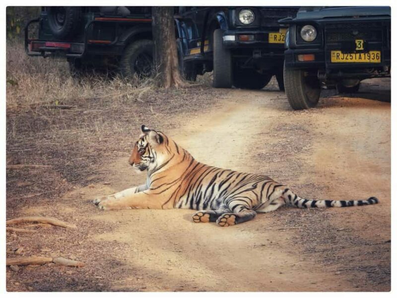From Jaipur: Ranthambore National Park Day Trip with Safari - FAQs