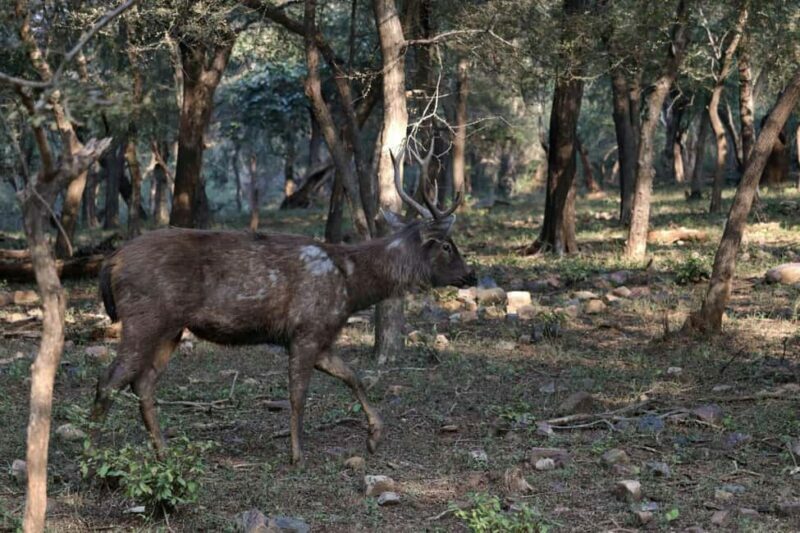 From Jaipur: Ranthambore National Park Day Trip with Safari - Final Thoughts