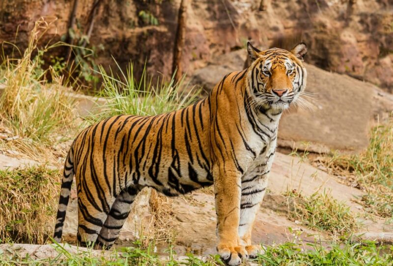 From Jaipur: Ranthambore National Park Day Trip With Safari - Itinerary and Experience