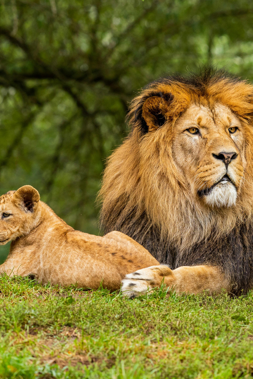 From Jaipur: Ranthambore National Park Day Trip With Safari - Tour Logistics and Transport