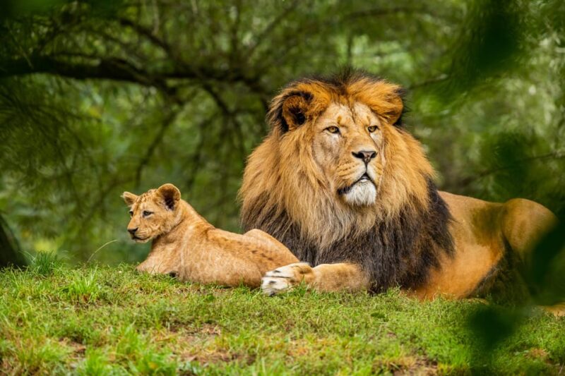 From Jaipur: Ranthambore National Park Day Trip With Safari - Customer Feedback and Ratings