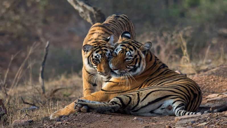 From Jaipur: Ranthambore Tiger National Park Tour (02 Days) - Day 1: Jaipur to Ranthambore