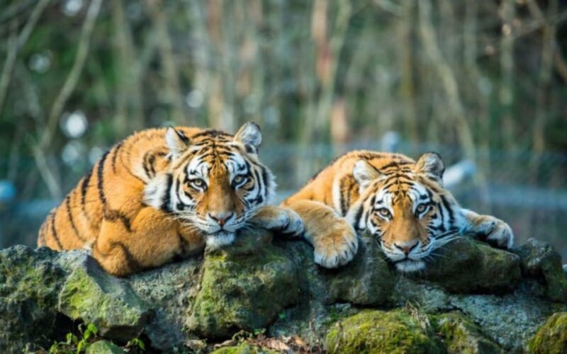 From Jaipur: Ranthambore Tiger National Park Tour (02 Days) - Overnight at the Hotel