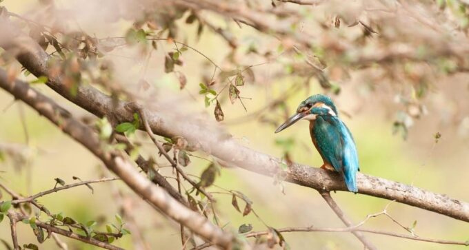 From Jaipur: Ranthambore Tiger National Park Tour (02 Days) - Early Morning Canter Safari