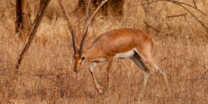 From Jaipur: Ranthambore Tiger National Park Tour (02 Days) - Inclusions and Exclusions