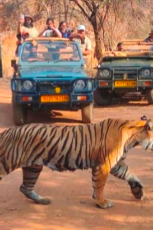 From Jaipur: Ranthambore Tiger Safari One Day Trip - Key Points