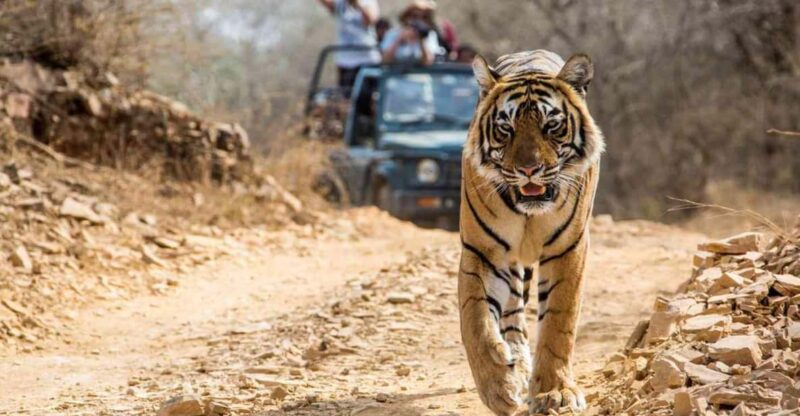 From Jaipur: Ranthambore Tiger Safari One Day Trip - Itinerary Details