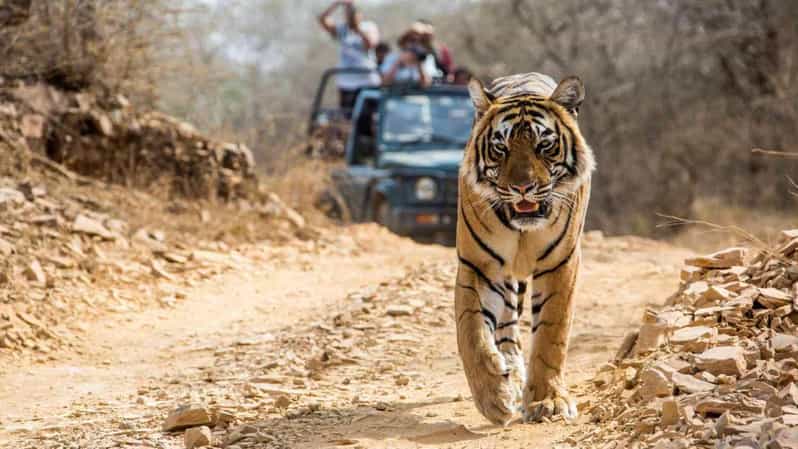 From Jaipur: Ranthambore Tiger Safari One Day Trip - Safari Experience