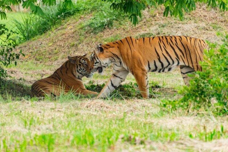 From Jaipur: Ranthambore Tiger Safari One Day Trip - Inclusions and Exclusions