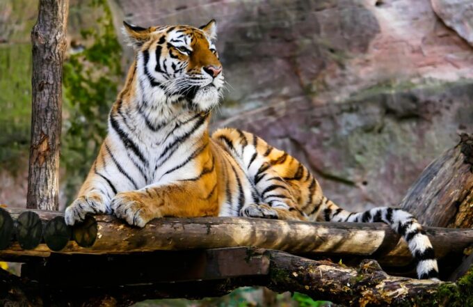 From Jaipur: Ranthambore Tiger Safari One Day Trip - Frequently Asked Questions