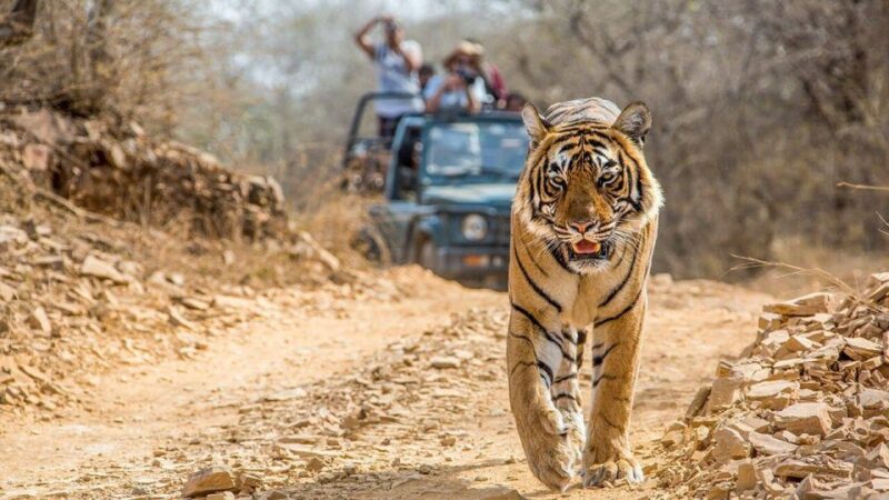 From Jaipur: Ranthambore Tiger Safari One Day Trip - Included and Excluded