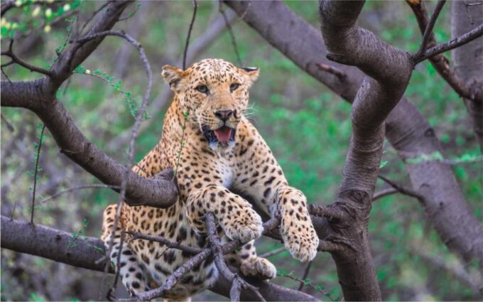 From Jaipur: Ranthambore Tiger Safari One Day Trip - Park Entry and Safaris