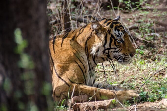 From Jaipur: Ranthambore Tiger Safari One Day Trip - Customer Feedback Summary