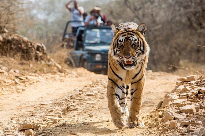 From Jaipur: Ranthambore Tiger Safari Private Day Tour - Inclusions and Exclusions