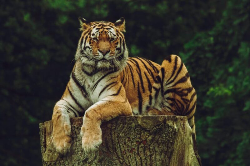 From Jaipur: Ranthambore Tiger Sanctuary Same Day Tour - Key Points