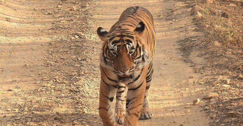 From Jaipur: Ranthambore Tiger Sanctuary Same Day Tour - Itinerary