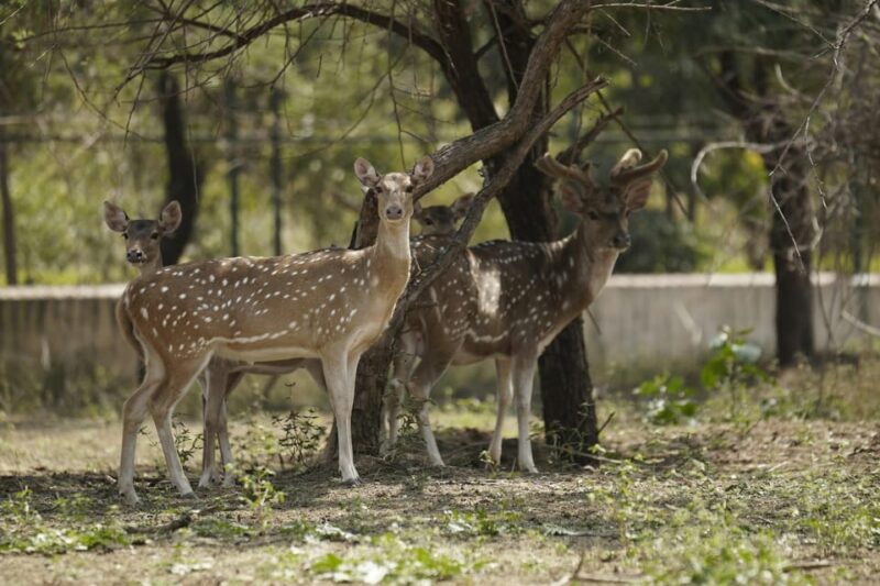 From Jaipur: Ranthambore Tiger Sanctuary Same Day Tour - Highlights