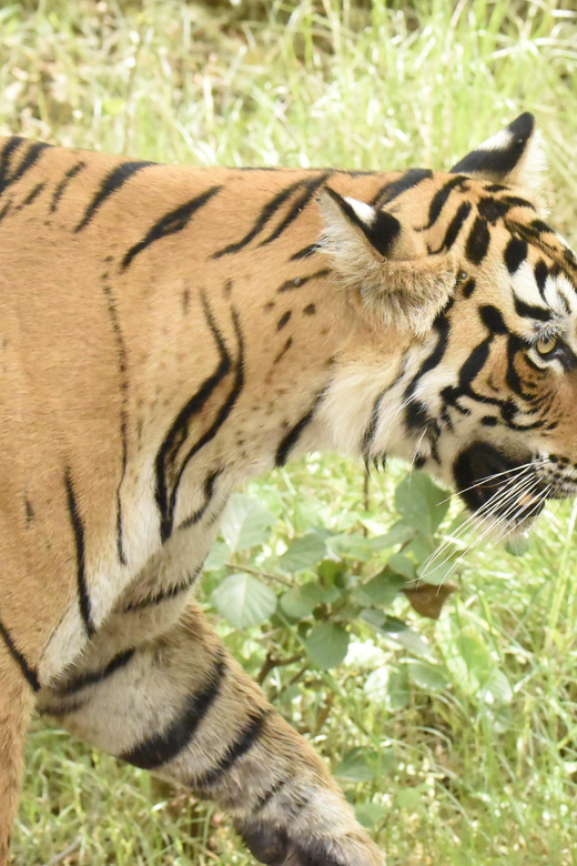 From Jaipur: Ranthambore Tiger Sanctuary Same Day Tour - Inclusions
