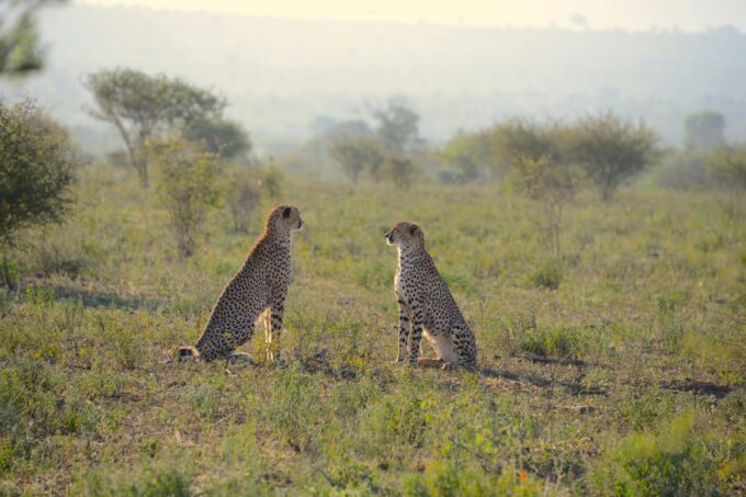 From Jaipur: Ranthambore Tiger Sanctuary Same Day Tour - Pickup and Return