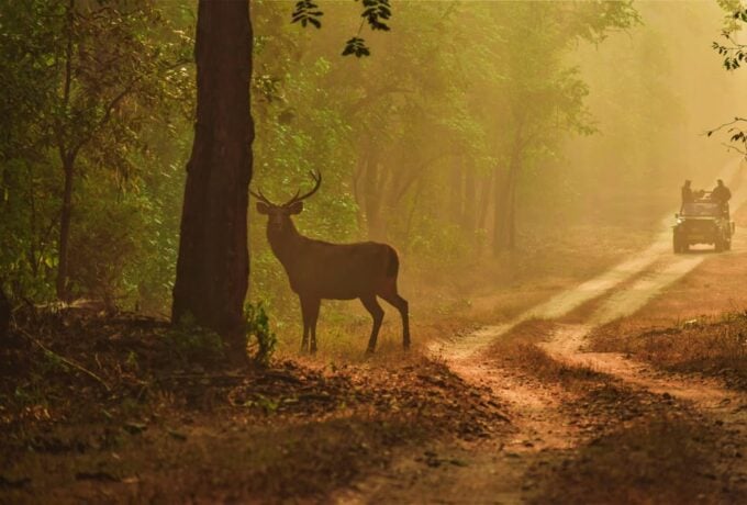 From Jaipur: Ranthambore Tiger Sanctuary Same Day Tour - Pricing and Booking