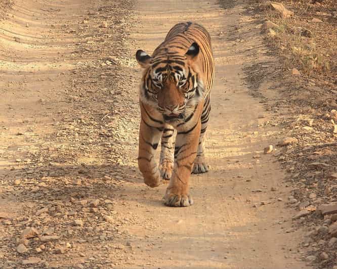 From Jaipur: Ranthambore Tiger Sanctuary Same Day Tour - Frequently Asked Questions